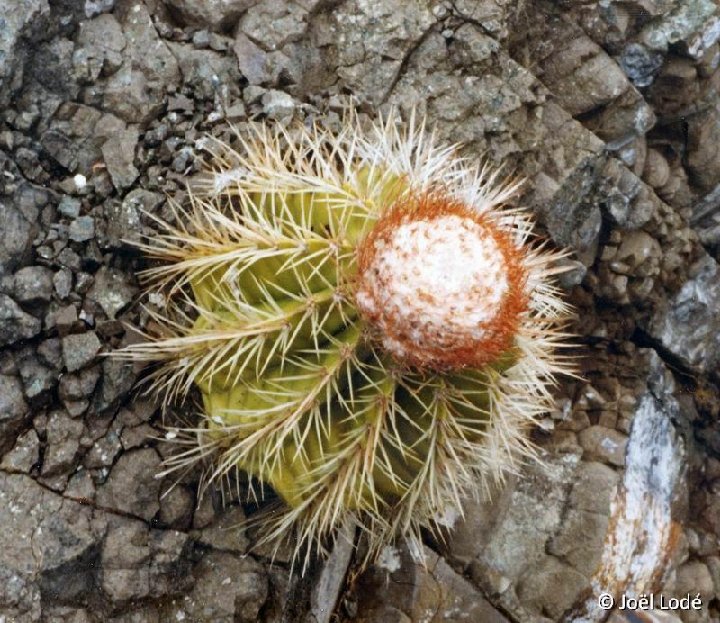 Melocactus nagyi Ocujal Cu ©JLcoll.3192